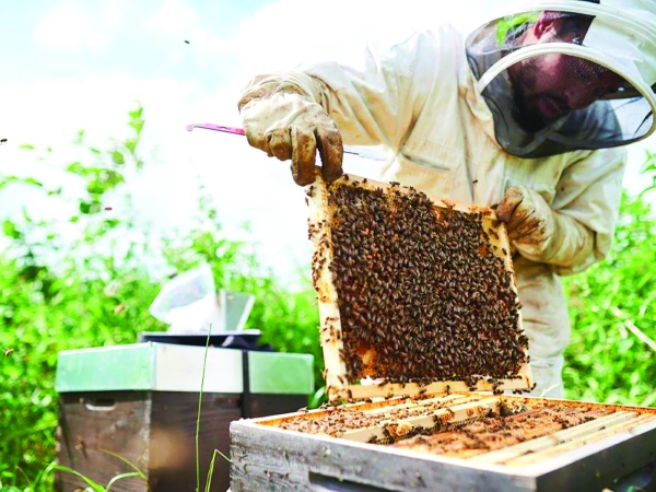 La filière apicole française  cherche un second souffle