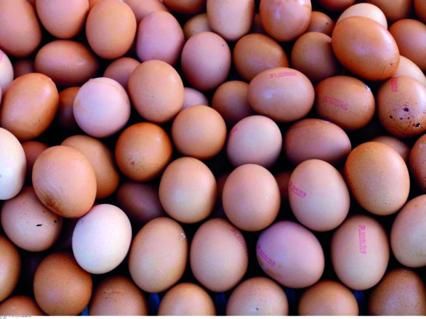 Les bons chiffres de la filière œufs