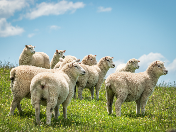 Cours de l’agneau : des niveaux inégalés depuis des années