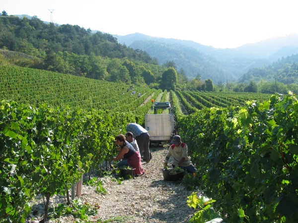 Vin : une production européenne historiquement basse