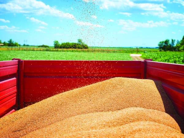 Céréales : hausse de 5,1 %  de la production pour 2021-2022