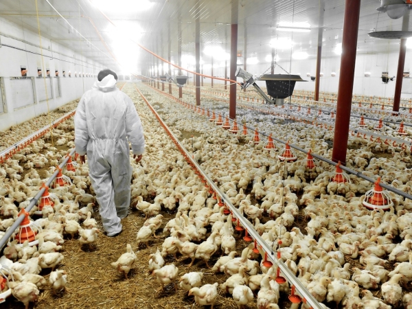 Influenza aviaire : le nombre de foyers a quasi-doublé en quatre jours