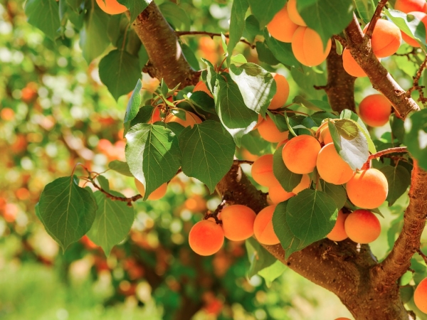 Abricots : une production historiquement faible à des prix très élevés
