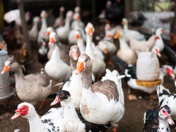 La grippe aviaire s’étend en Europe