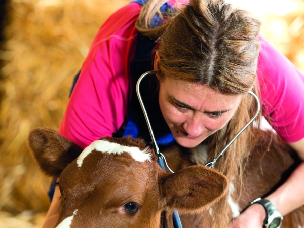 Vétérinaire rural : vocation en péril