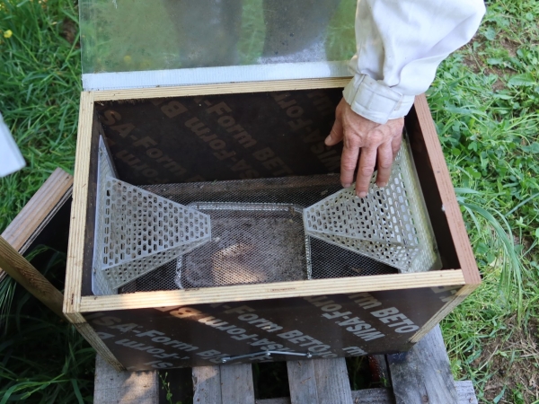 Des tests sur le piégeage du frelon asiatique en Drôme