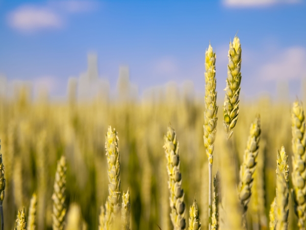 400 €/t : le nouveau seuil pivot du prix du blé