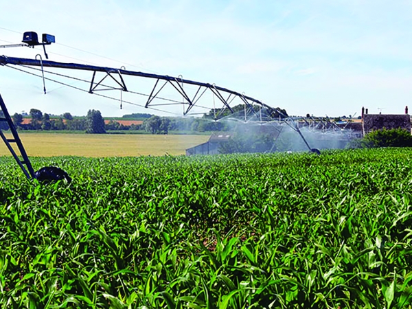 Irrigation du maïs : bien gérer le démarrage