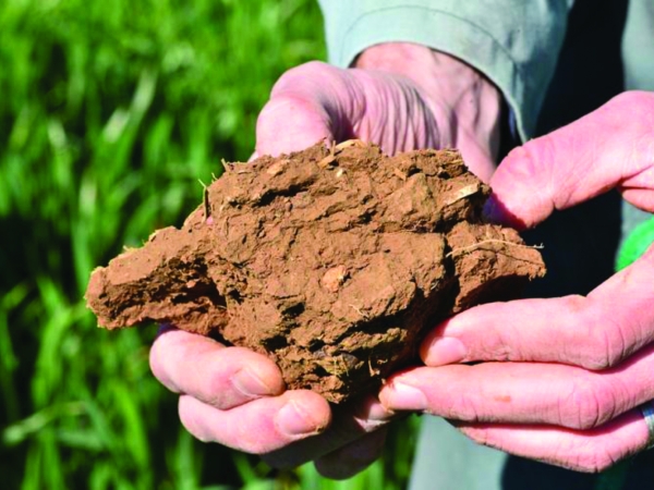 Le travail du sol : première étape pour un colza robuste