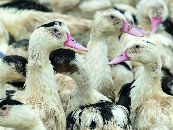 Influenza aviaire : une épizootie inédite par son ampleur et sa durée