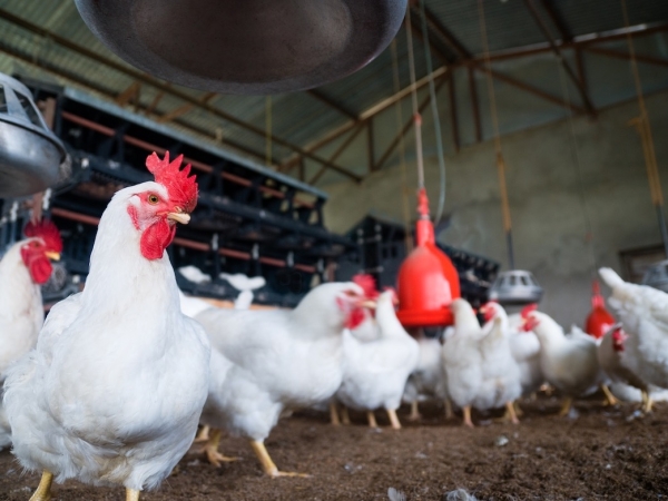 Grippe aviaire : le risque devient "négligeable"