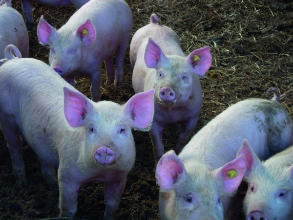 Congrès de la FNP : les éleveurs de porcs pris entre le marteau et l’enclume