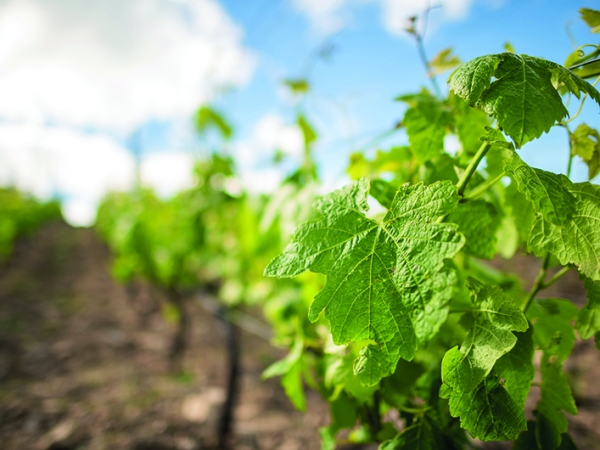 Une forte dynamique de conversion en viticulture bio