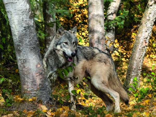 921 loups en France : les organisations agricoles contestent le comptage
