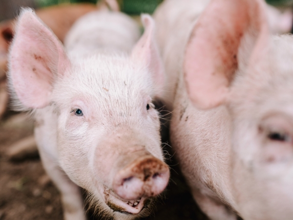 Filière porcine : prise en charge des cotisations MSA