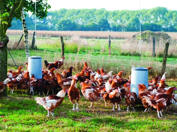 Influenza aviaire : une nouvelle feuille de route