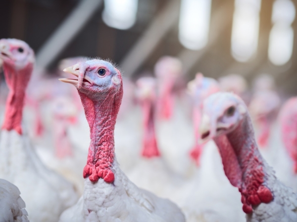 Grippe aviaire : un nouveau cas dans la Somme