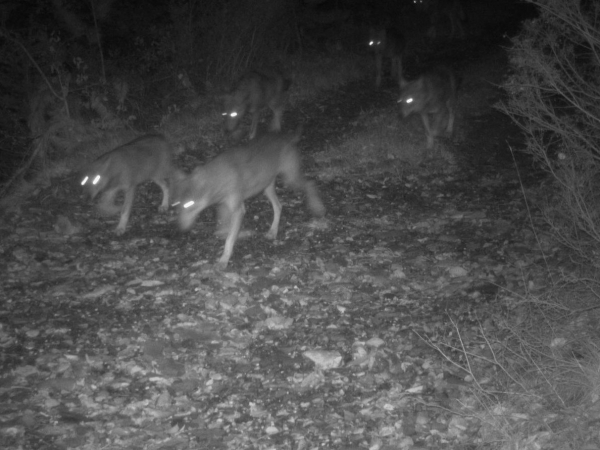 Trois loups abattus en Drôme depuis mi-août