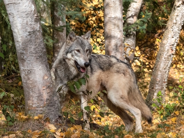 Une louve abattue dans le Doubs