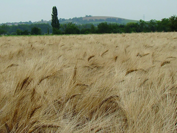 Résultats des essais variétés en blé dur