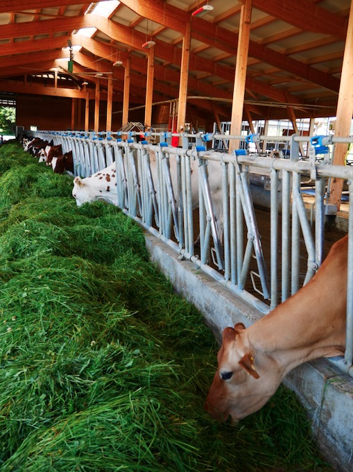 Les Suisses votent contre l'interdiction de «l'élevage intensif»