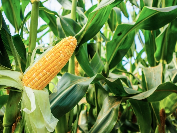 25 à 30 % de semences de maïs en moins cette année ?
