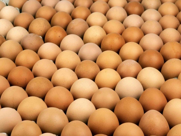 Marché de l’œuf : des tensions inédites