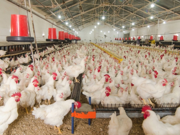 Influenza aviaire : risque élevé sur tout le territoire