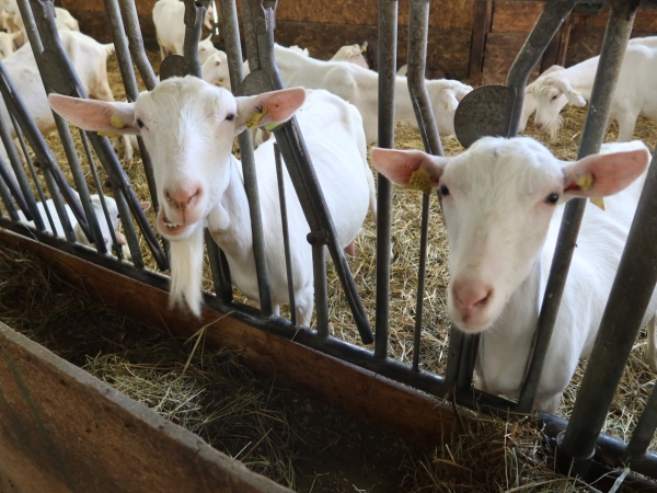 Stress, confort et alimentation peuvent jouer sur la qualité du lait de chèvre 