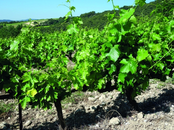 Dépérissement du vignoble français : un plan d’envergure