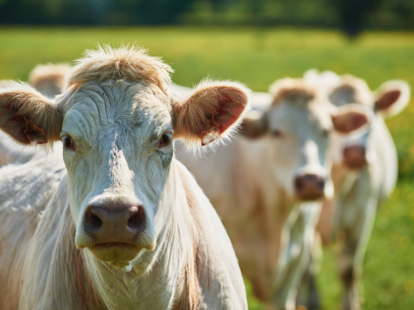 Viande bovine : des cours toujours élevés