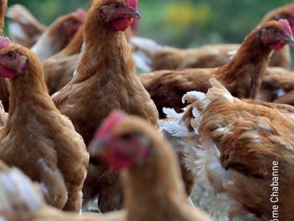 Influenza aviaire : 67 communes drômoises placées en zones de contrôle temporaire (ZCT)