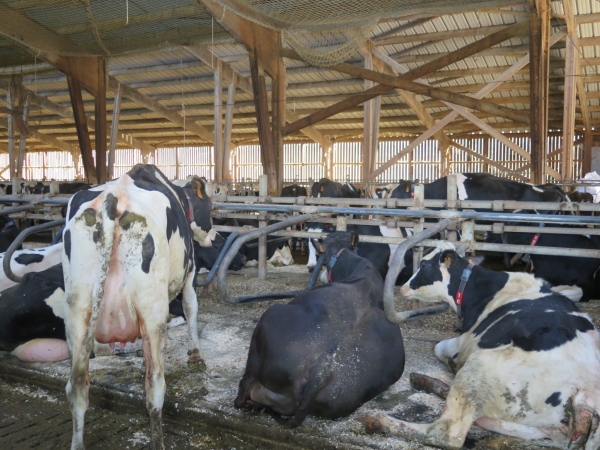 L’avenir de l’élevage laitier dépend-il entièrement de la Pac ?