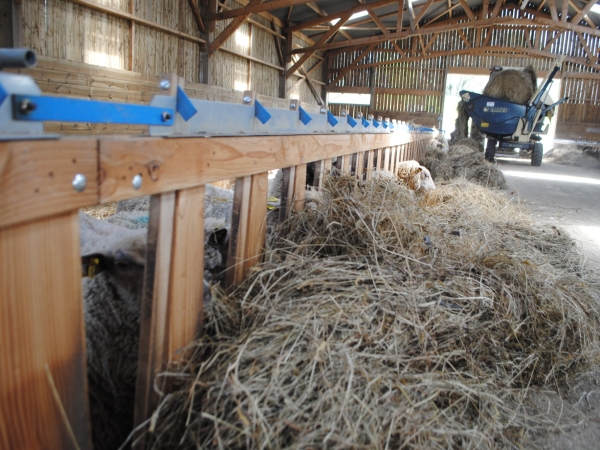 Sevrer les agneaux de bergerie  entre 70 et 80 jours