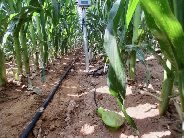 Irrigation : quelles marges de manœuvre pour des pratiques optimisées