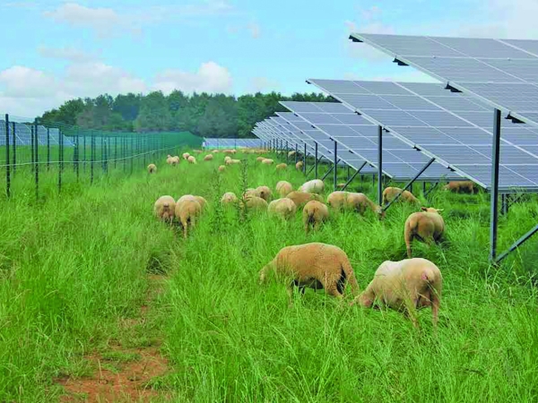 Photovoltaïque au sol : préserver l’activité d’élevage