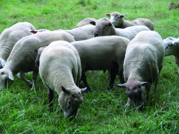 Les agneaux des bons béliers consomment moins que les autres