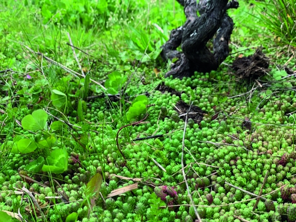 Viticulture : à la recherche  d’une plante « couvre sol »