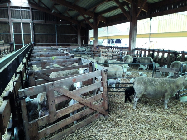 Un aménagement de bergerie pour simplifier le travail à l’agnelage
