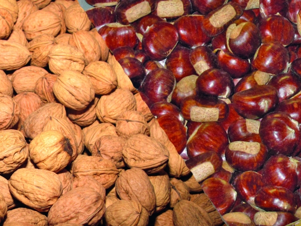 Production régionale de fruits bio : noix et châtaignes en tête 