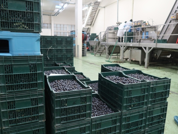 Olive de Nyons : récolte historique pour la coopérative du Nyonsais