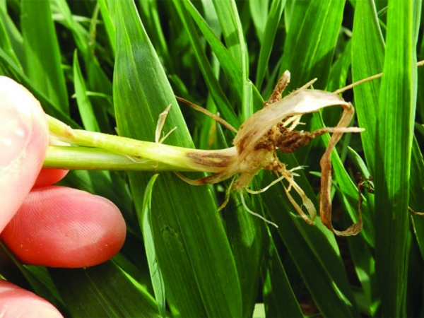 Piétin-verse sur blé : un risque à affiner  selon la date de semis