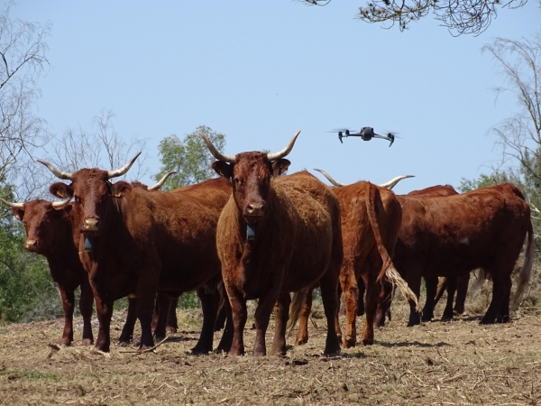 L’utilisation du drone  au pâturage :  une pratique d’avenir ?