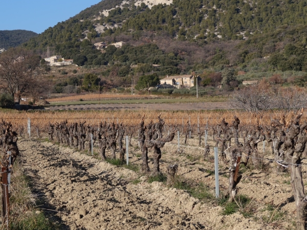 Deux millions d'euros d'aide d'urgence pour la viticulture drômoise