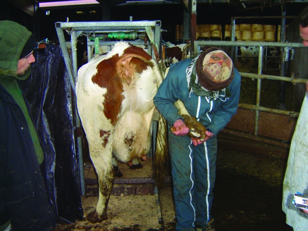 Mortellaro : une maladie dévastatrice pour les bovins 