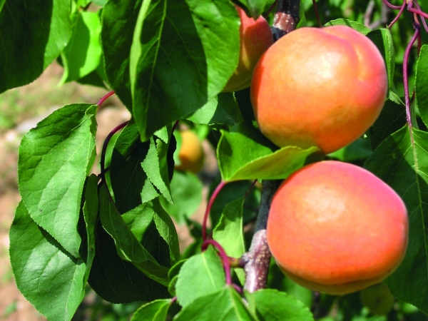 Abricot : prévisions de récolte à la baisse