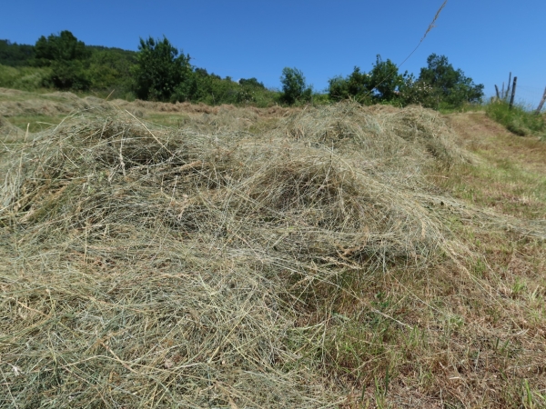 Prairies : pousse de l’herbe abondante sur l’ensemble de l’Hexagone