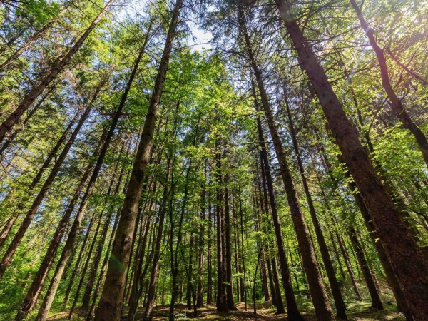 Un rapport pour améliorer la gestion des forêts françaises