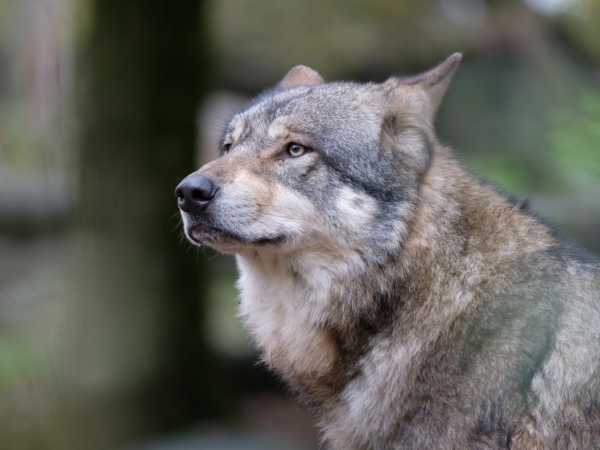 Loups : Bruxelles propose un changement du statut de protection