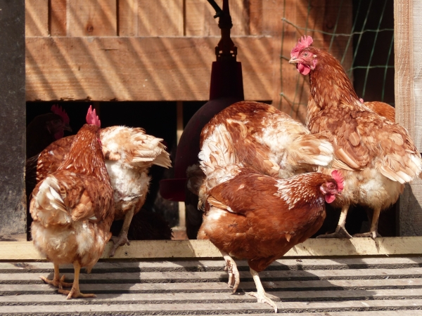 Influenza aviaire : des essais pour mieux surveiller les cas humains